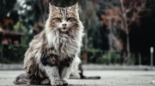 Sahiplenebileceğiniz Kedi Cinsleri ve Özellikleri Sahiplenebileceğiniz Kedi Cinsleri ve Özellikleri