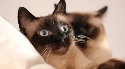 Sahiplenebileceğiniz Kedi Cinsleri ve Özellikleri Sahiplenebileceğiniz Kedi Cinsleri ve Özellikleri