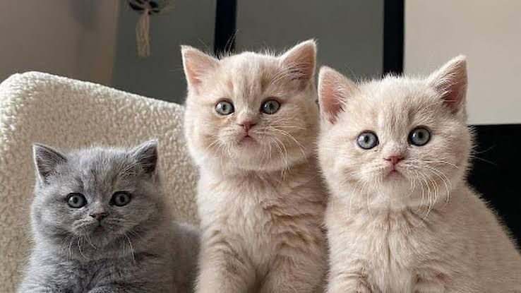 British Shorthair Fiyatları 2025